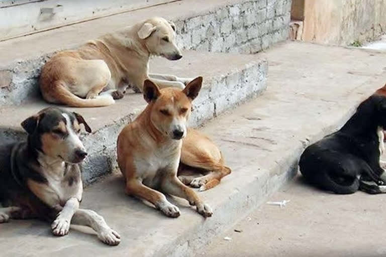 Stray dogs In Mumbai