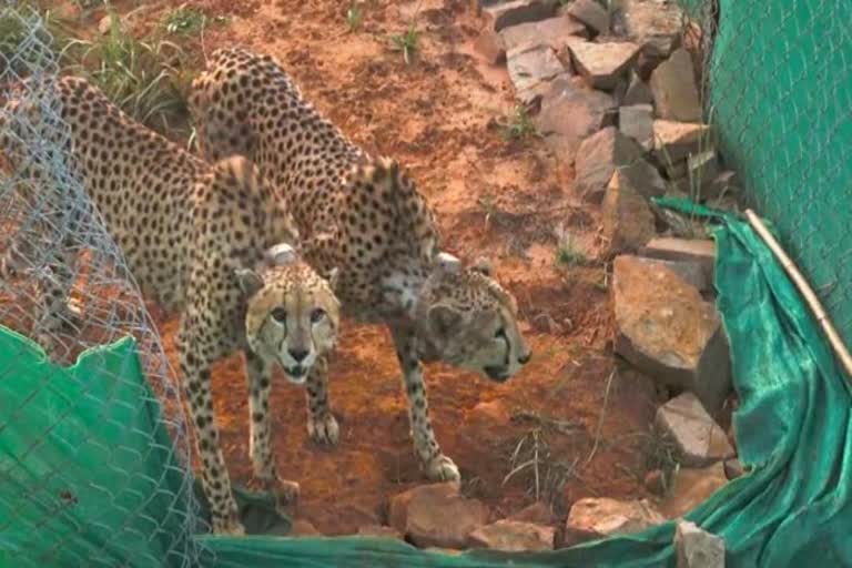 Cheetahs flown from Namibia kill first prey on Indian soil  Cheetahs from Namibia  Cheetahs kill first prey on Indian soil  Cheetah in india  cheetah in kuno national park  ഇന്ത്യൻ മണ്ണിൽ ആദ്യ ഇരയെ പിടികൂടി ചീറ്റകൾ  ചീറ്റകൾ ഇരയെ പിടികൂടി  ചീറ്റ  ചീറ്റ കുനോ നാഷണൽ പാർക്ക്  ആൺ ചീറ്റ