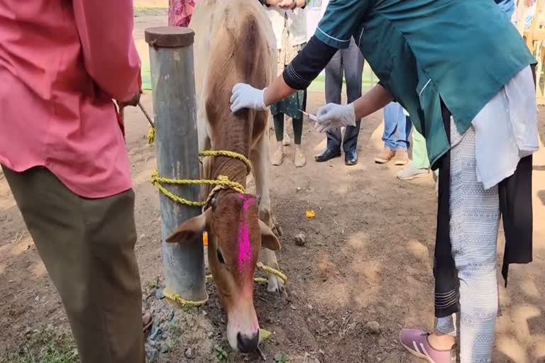 khuraha chapka vaccination campaign launched