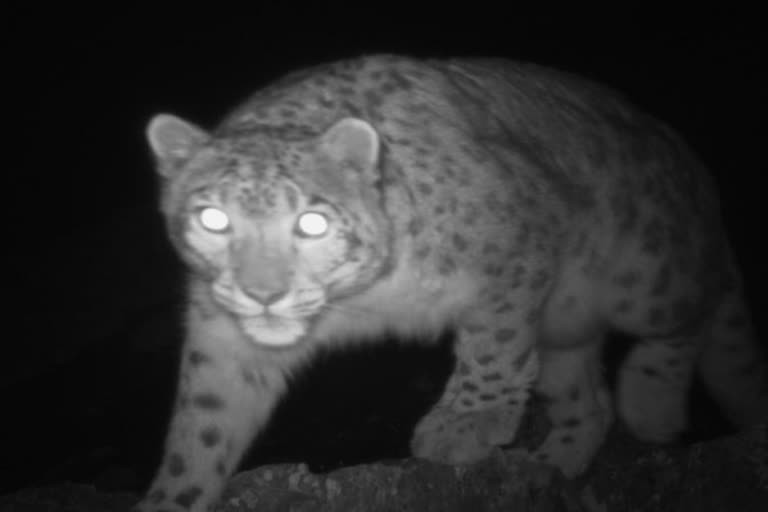 The presence of snow leopard traps the camera