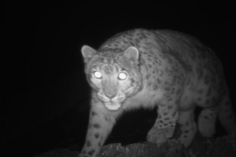 Snow Leopard Presence evidences in JK