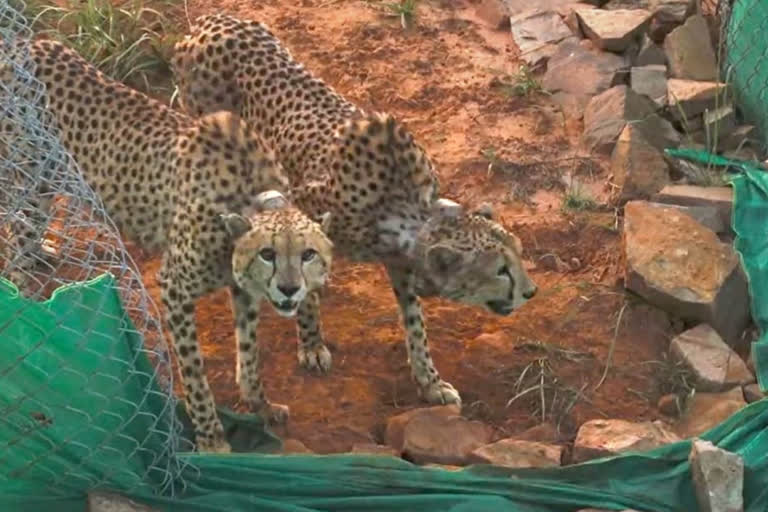 Kuno Cheetahs make their first hunt within 24 hours after shifting to large enclosure