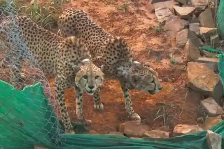 two Cheetahs flown from Namibia make their first hunt in Kuno National Park
