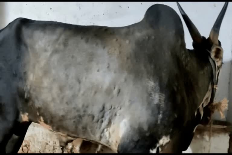 Lumpy Skin Disease: A bull in Shivamogga not able to sleep and standing still from past week