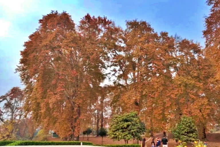 Kashmir autumn that paints valley in a mystic shade