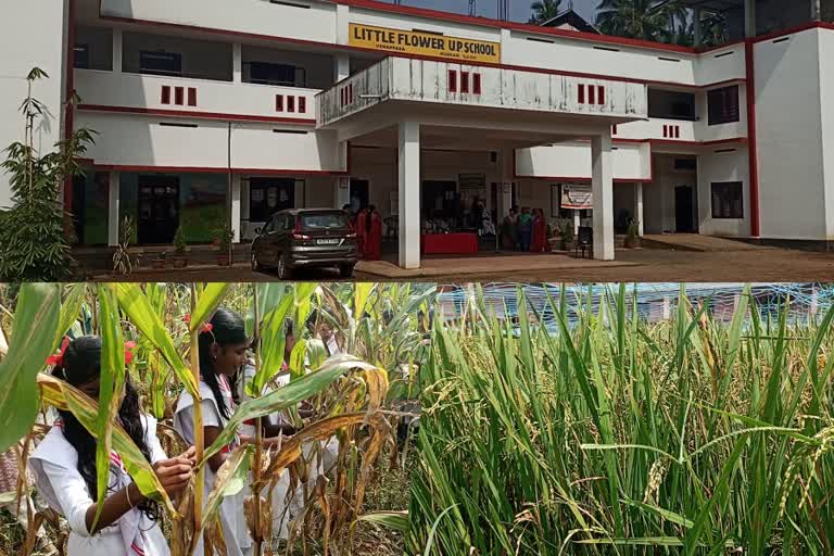 Farming in the school yard of UP School  Farming in the school yard kozhikode  venappara little flower u p school  kerala news  malayalm news  vegetable farming at Kozhikode u p school  Farming in the school yard  സ്‌കൂൾ മുറ്റത്ത് കരനെല്ലും ചോളവും  മാതൃകയൊരുക്കി യു പി സ്‌കൂളിലെ വിദ്യാർഥികൾ  വേനപ്പാറ ലിറ്റിൽ ഫ്ലവർ യു പി സ്‌കൂളിലെ വിദ്യാർഥികൾ  കേരള വാർത്തകൾ  മലയാളം വാർത്തകൾ  വിദ്യാലയ മുറ്റത്ത് കൃഷി ഇറക്കി  കരനൽ കൃഷി  വിഷമില്ലാത്ത പച്ചക്കറി വീട്ടിലും വിദ്യാലയത്തിലും  കൃഷി ഇറക്കി വിദ്യാർഥികൾ