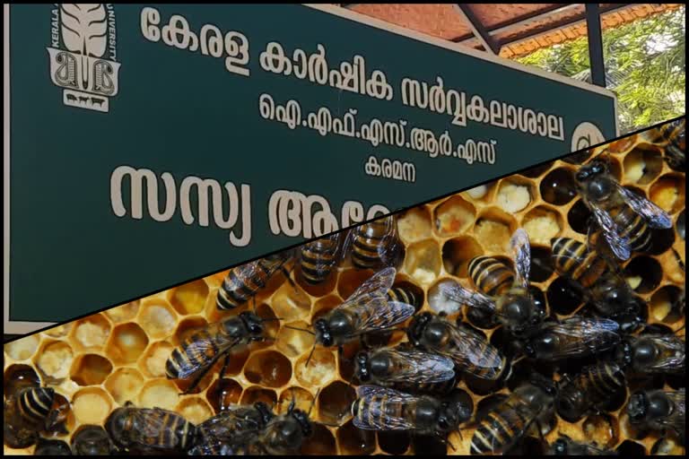 Black honeybee kerala  ഇന്ത്യന്‍ ബ്ലാക്ക് ഹണീബീ  കാര്‍ഷിക ഗവേഷണ രംഗത്തിന് പുതു നേട്ടം  Indian Black Honey Bee  എപ്പിസ് കരിഞൊടിയന്‍  പുതിയ ഇനം തേനീച്ച  തേനീച്ച കര്‍ഷകര്‍  കറുത്ത നിറമുള്ള തേനീച്ച  kerala latset news  malayalam news  കേരള വാർത്തകൾ  മലയാളം വാർത്തകൾ  new achievement for agricultural research  new honey bee from kerala  honey bee new species  Apis Karinjodian  എപിസ് ഇന്‍ഡിക്ക  പുതിയ തേനീച്ച  പുതിയ തേനീച്ച വര്‍ഗത്തിന്‍റെ ശാസ്‌ത്രനാമം  The scientific name of the new bee genus  indian Black honeybee kerala