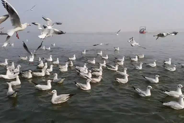 Patrolling intensified to check bird poaching in Chilika lake ahead of Chhadakhai festival