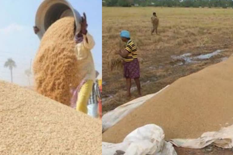 Kottayam Action against Rice storing mills  Action against Rice storing mills  Kottayam todays news  നെല്ല് സംഭരിക്കുന്ന മില്ലുകള്‍ക്കെതിരെ നടപടി  കൃഷി വകുപ്പിന്‍റെ നടപടി  Agriculture Department Action against Rice mills  കോട്ടയം