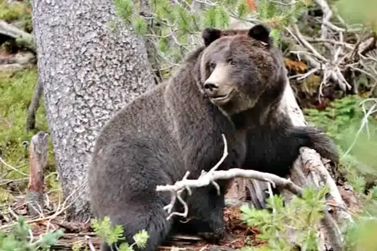 wild bear attacks three men in tamilnadu