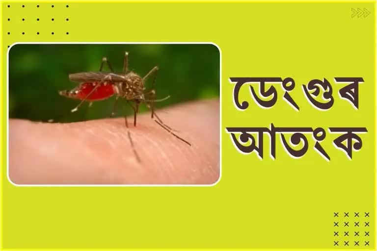 Dengue cases are increase in Diphu