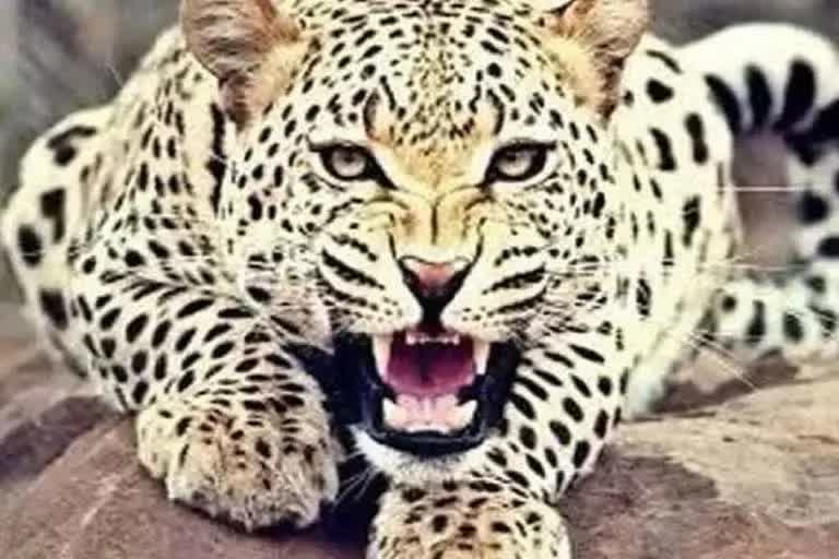 MP Shivpuri Leopard attacked farmer