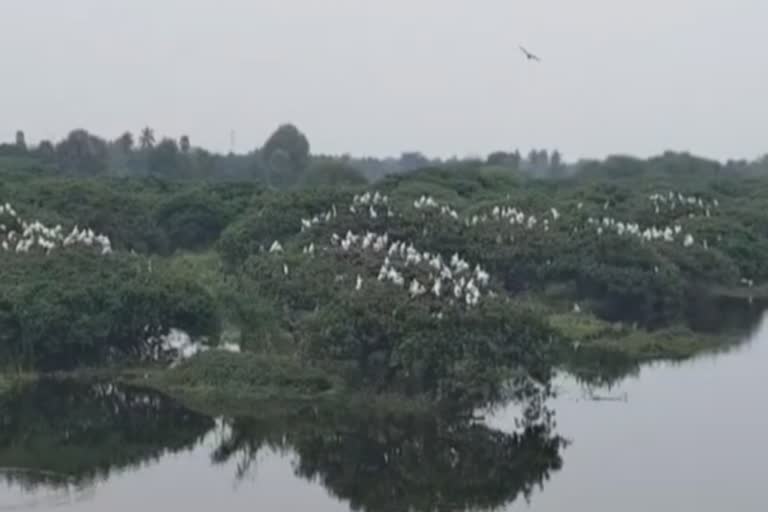 வேடந்தாங்கல் சரணாலயத்திற்கு வெளிநாட்டுப் பறவைகள் வருகை!