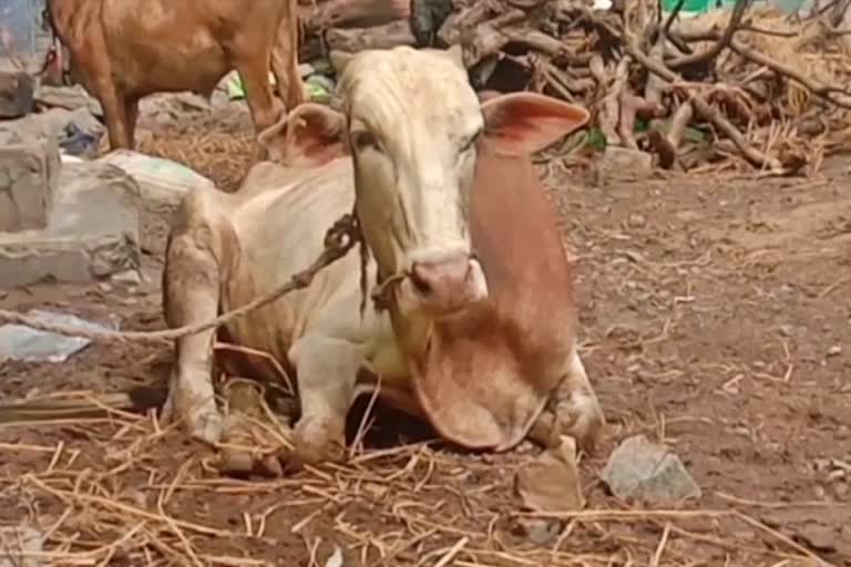 skin-disease-in-cattle-in-bellary-and-vijayanagar