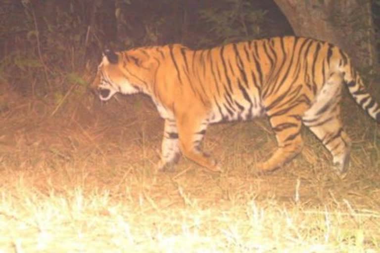 First time tiger movement recorded in Chilla-Motichoor forest range of Rajiji tiger reserve