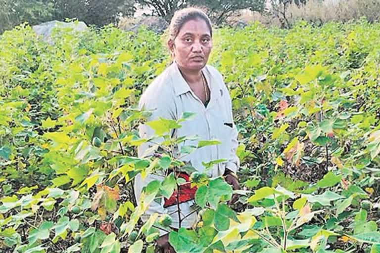 सरकार नहीं कर रही विकास कार्यों की राशि का भुगतान, घर चलाने को दंथलापल्ली की सरपंच कर रही मजदूरी