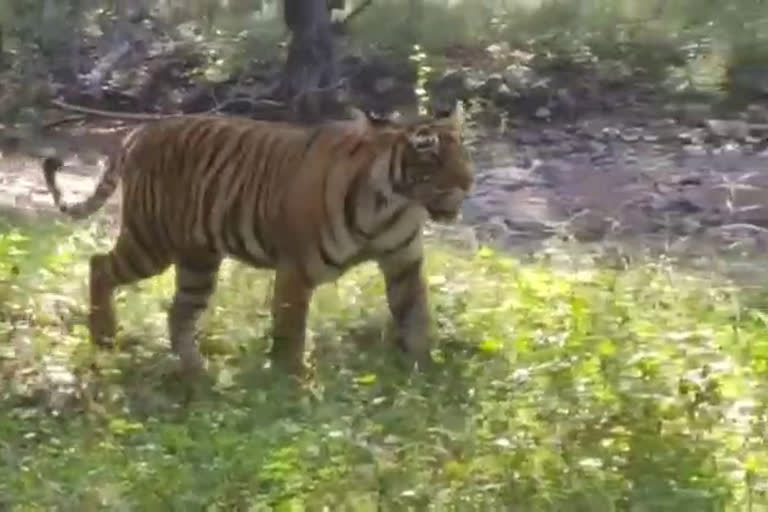 Ranthambore Tiger Reserve