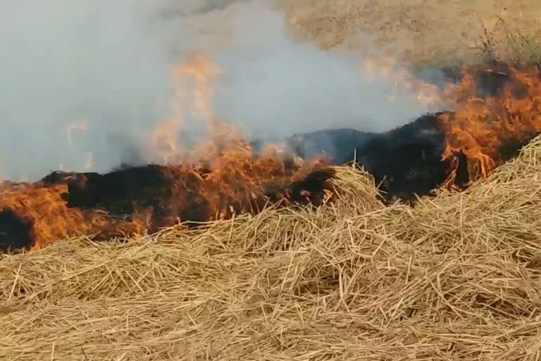 पराली से बढ़ रहा है प्रदूषण का खतरा