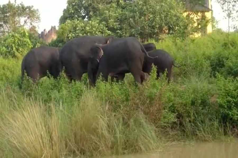 Elephants Attack