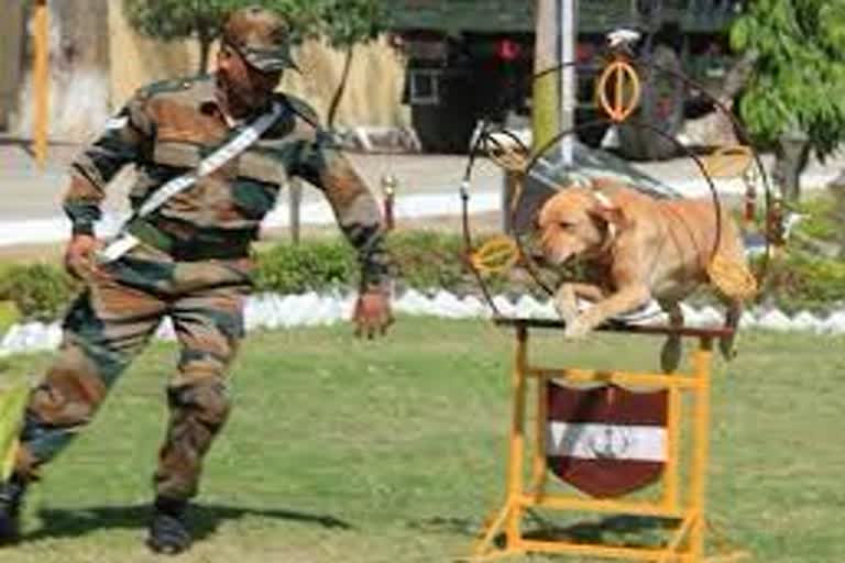 Indian paramilitary forces all set to induct indigenous dog breeds amid their ranks