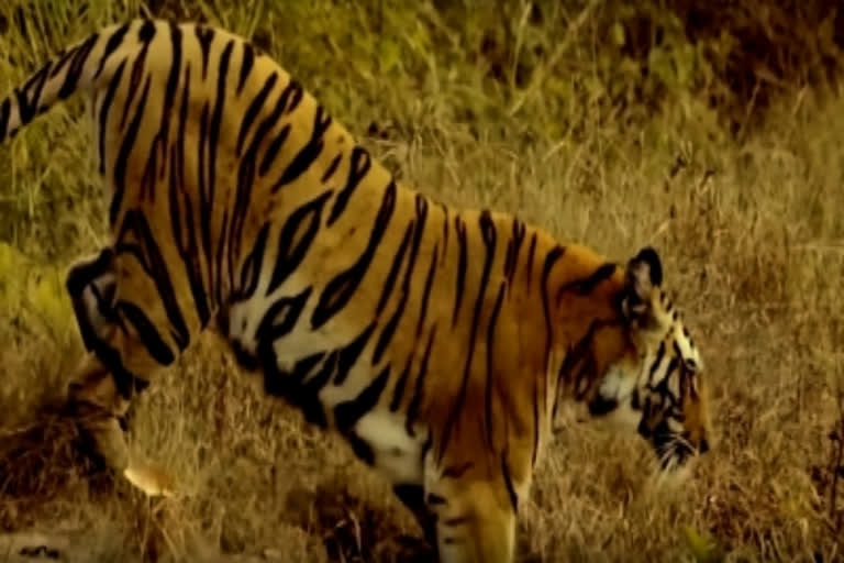 Tiger kills 10-yr-old boy in UP's Dudhwa