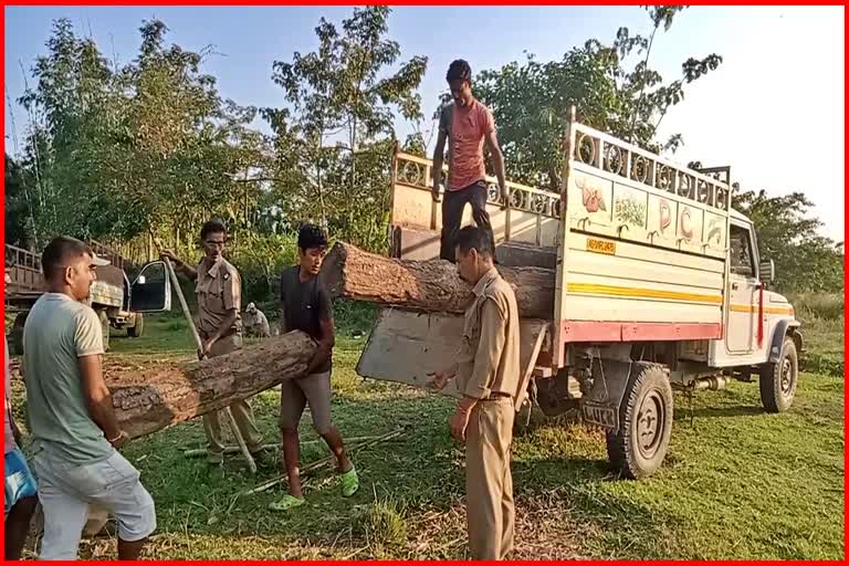 Large quantities of timber seized at Boko