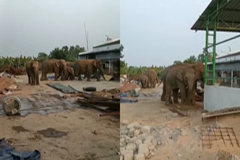 elephants-raiding-villages-for-food in Andhra-pradesh