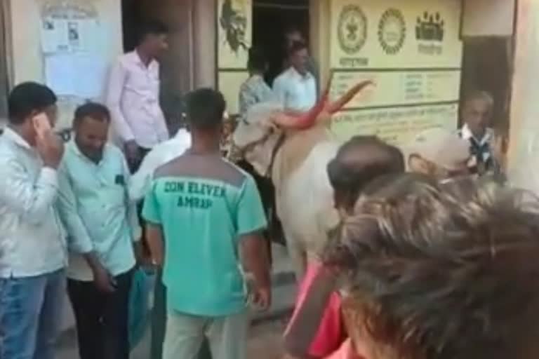 Bull on Grampanchayat
