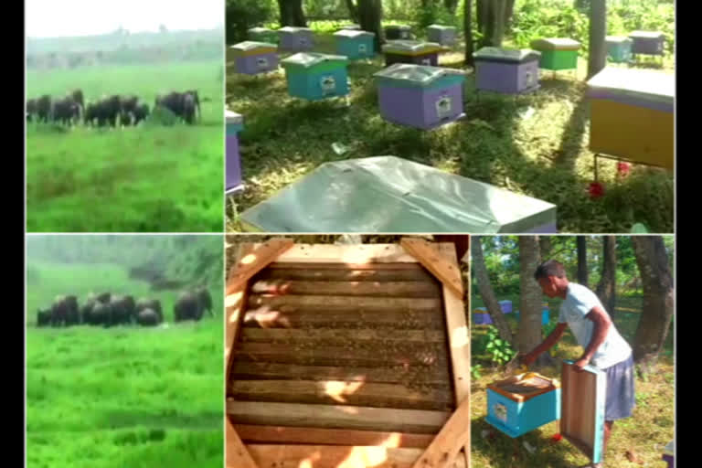 West Bengal villagers use bees to ward off elephants