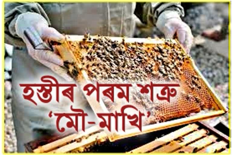 Bee farming in West Bengal