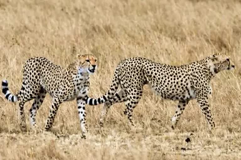 MP Kuno National Park cheetahs