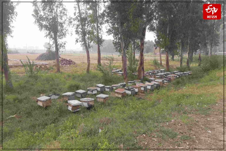 GM Seeds Effect on Honey Production