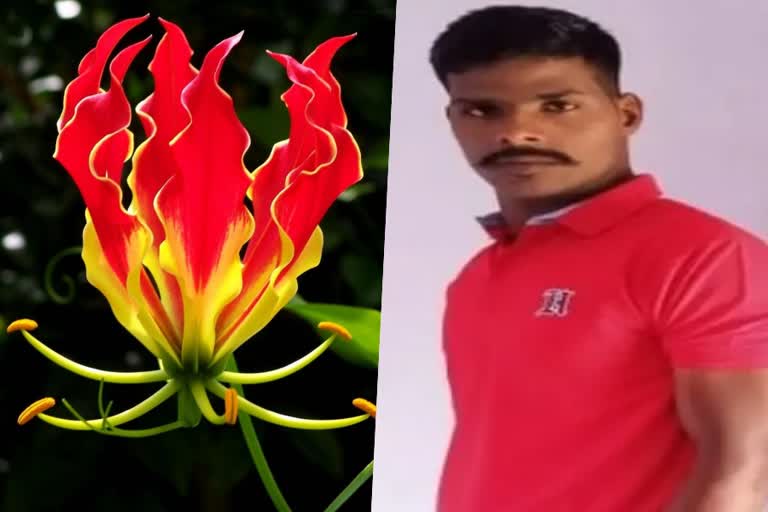 fake message in whatsaap  tuber of flame lily  flame lily  youth dies after eating tuber of flame lily  tamilnadu youth dies eating tuber of flame lily  latest news in tamilnadu  latest news today  latest national news  തെറ്റായ വാട്‌സാപ്പ് സന്ദേശം  ആരോഗ്യ ചികിത്സയ്‌ക്ക് കിത്തോന്നി പൂവിന്‍റെ കിഴങ്ങ്  കിത്തോന്നി പൂവിന്‍റെ കിഴങ്ങ്  പൂവിന്‍റെ കിഴങ്ങ് കഴിച്ച് യുവാവ് മരിച്ചു  തമിഴ്‌നാട് ഏറ്റവും പുതിയ വാര്‍ത്ത  പൂവിന്‍റെ കിഴങ്ങ് കഴിച്ച് മരണം  ഏറ്റവും പുതിയ ദേശീയ വാര്‍ത്ത  ഇന്നത്തെ പ്രധാന വാര്‍ത്ത