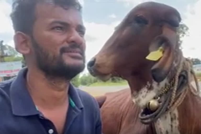 Devotee walks 360km with a calf