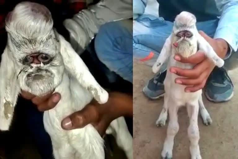 Goat gives birth to baby with human like