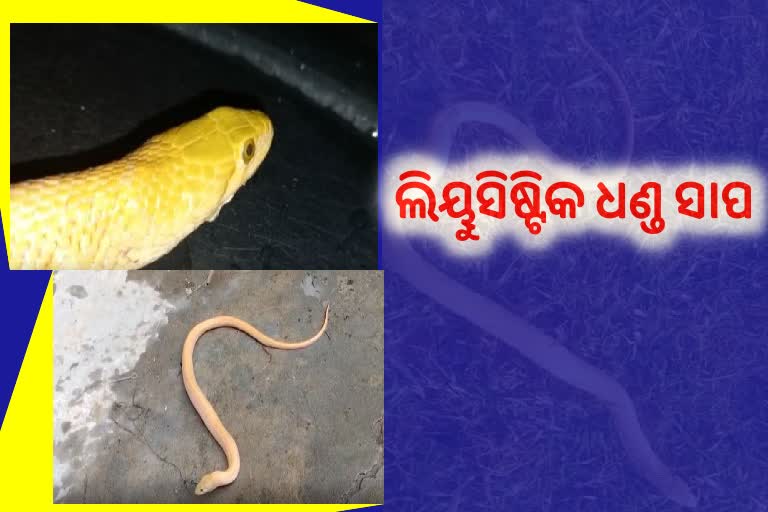 ବିରଳ ଲିୟୁସିଷ୍ଟିକ ଧଣ୍ଡ ସାପ