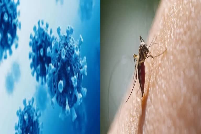 How dengue or malaria can affect after recovery from COVID