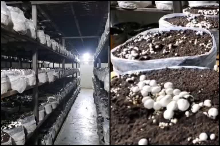 Mushroom farming in Palwal