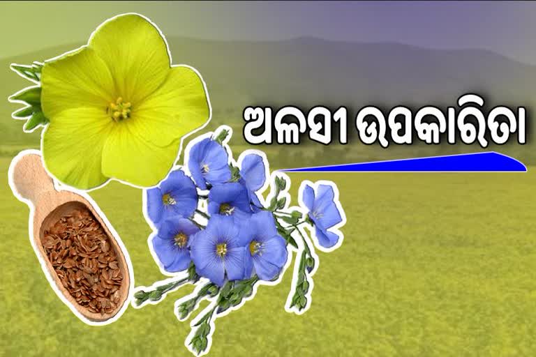 କେବଳ ସୁନ୍ଦର ନୁହେଁ ଅଳସୀ ଫୁଲ, ଏହାର ମଞ୍ଜିରେ ବି ରହିଛି ଜଟିଳ ରୋଗର ସମାଧାନ