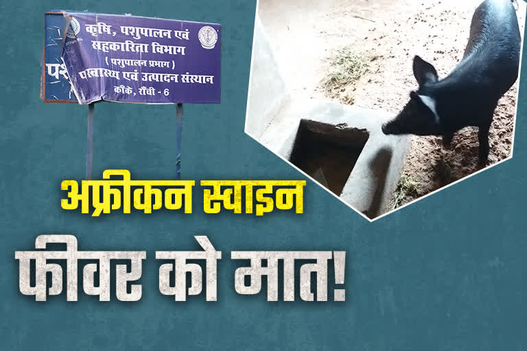 Ranchi Kanke Pig Farm animals defeated African Swine Fever in Jharkhand