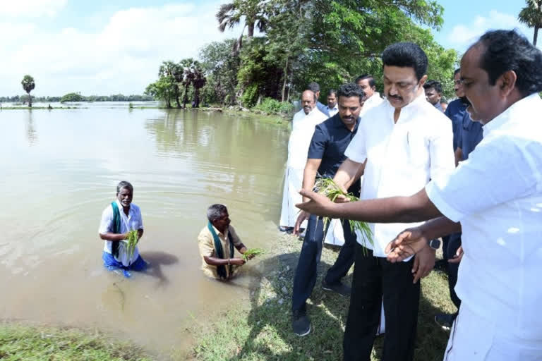 Standing in the waterlogged farmlands of Mayiladuthurai district, ryots plucked submerged paddy seedlings and handed over them to Chief Minister MK Stalin. He was inspecting the rain hit areas including the pilgrim town of Sirkazhi which received its 122-year highest single day rainfall of 44 cm.