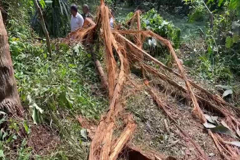 Wild elephant attack  Wild elephant attack at malappuram  MALAPPURAM  MALAPPURAM LOCAL NEWS  കട്ടാന ശല്യം രൂക്ഷം  മലയോര ജനത ഭീതിയിൽ  കാട്ടാന ആക്രമണം  ഇടക്കോട് ഫോറസ്‌റ്റ് സ്‌റ്റേഷൻ  മലപ്പുറം  കാട്ടാന ശല്യം