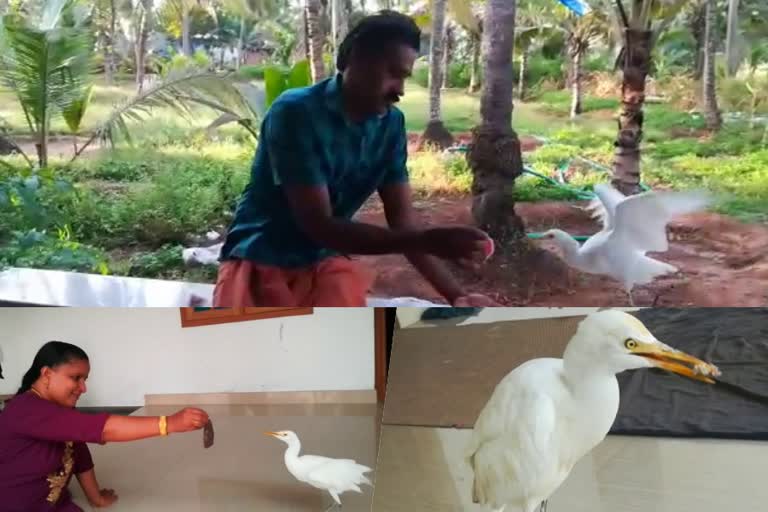 friendship of Heron with farmer  Heron close to farmer in Kasargod  Kasargod farmer close to Heron  വീട്ടിലെ അംഗമായി മാറിയ കൊക്ക്  ആത്‌മബന്ധം  കൊക്കും മനുഷ്യനും തമ്മിലുള്ള ആത്‌മബന്ധം  Kasargod Ravi story