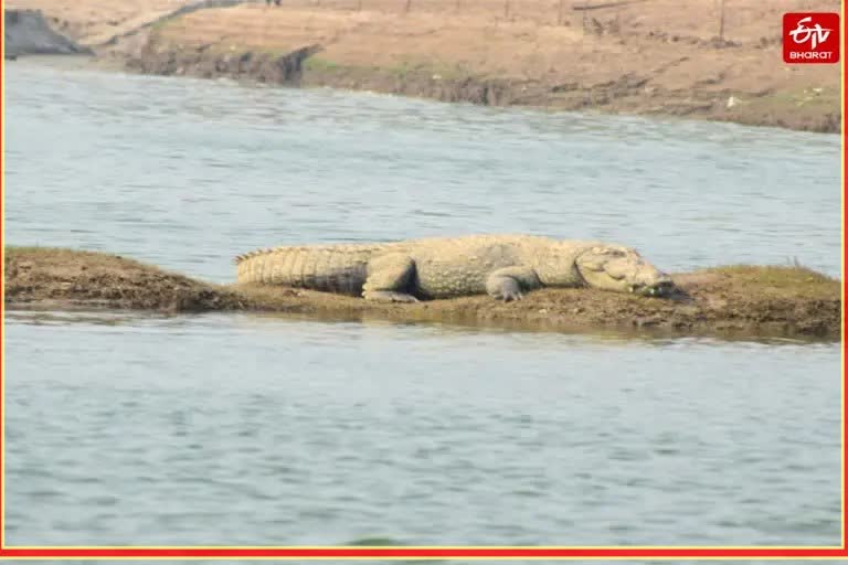 Agra Chambal River