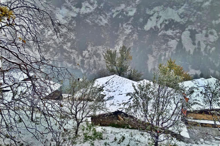 Snowfall in Pangi