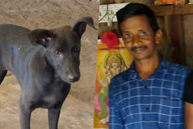 A Dog Saves his owner Life who collapsed in Forest  Dog Saves his owner Life  Shivamogga  Suduru village  dog save owner life  വളര്‍ത്തുനായ  ഉടമയെ വളര്‍ത്തുനായ രക്ഷിച്ചു  പെണ്‍ വളര്‍ത്തുനായ  ശിവമോഗ ജില്ല  റിപ്പന്‍പേട്ട സര്‍ക്കാര്‍ ആശുപത്രി