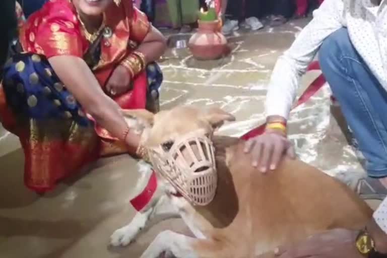 dog wedding in gurugram