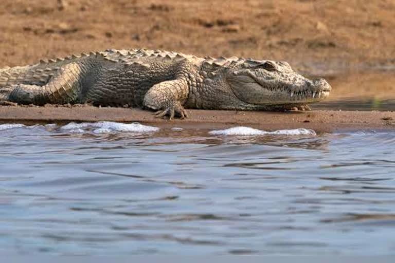 Crocodile attacks teenager in Bundi