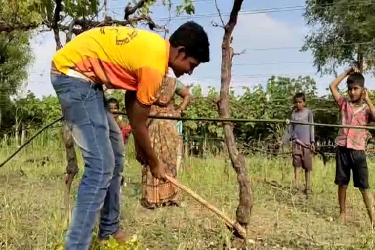 A farmer cut down his grape crop due to extreme weather conditions