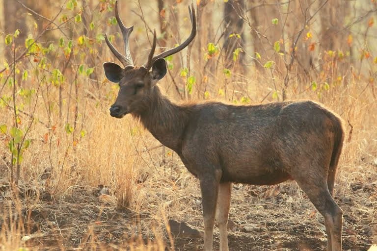 Sambar Deer